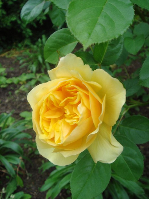 R_Graham Thomas' fleur DM10